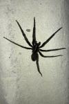 Segestria florentina