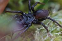 Atypus