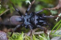 Atypus