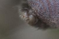 Atypus