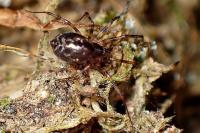 Lepthyphantes minutus