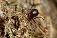 Lepthyphantes minutus