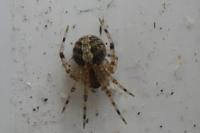 Theridion