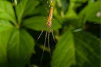 Tetragnatha