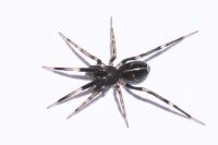 Liophrurillus flavitarsis