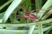 Pisaura mirabilis