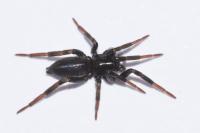 Zelotes