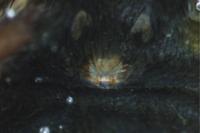 Zelotes