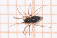 Diplocephalus graecus