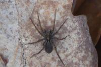 Pardosa