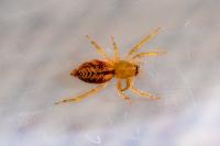 Clubiona comta