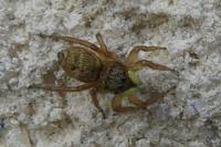 Heliophanus tribulosus
