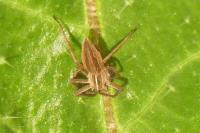 Pisaura mirabilis