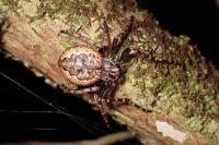 Nuctenea umbratica
