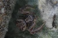 Xysticus