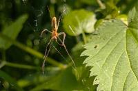 Tetragnatha