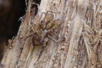 Anyphaena accentuata