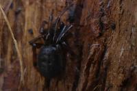 Steatoda bipunctata