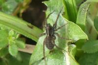 Pardosa
