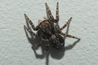 Pseudeuophrys lanigera