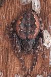 Nuctenea umbratica