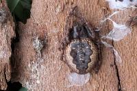 Nuctenea umbratica