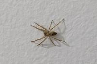 Zoropsis spinimana