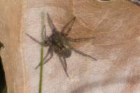 Pardosa
