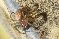 Araniella