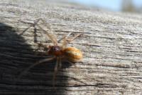 Pachygnatha