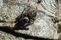 Carrhotus xanthogramma