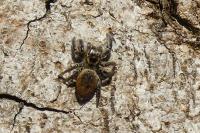 Carrhotus xanthogramma