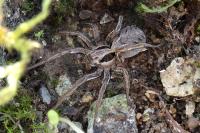 Alopecosa striatipes