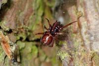 Steatoda bipunctata