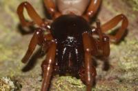 Dysdera erythrina