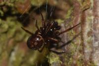 Steatoda bipunctata