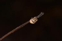 Gibbaranea bituberculata