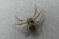 Xysticus