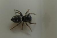 Heliophanus