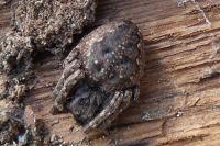 Nuctenea umbratica