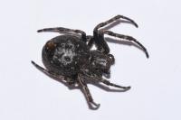 Nuctenea umbratica