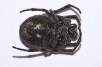 Nuctenea umbratica