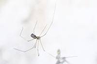 Pholcus phalangioides