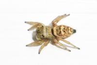 Heliophanus tribulosus