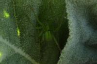 Micrommata ligurina