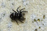 Salticus scenicus