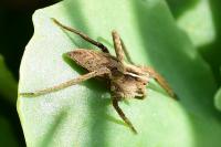 Pisaura mirabilis