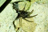 Segestria florentina