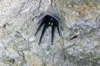 Segestria florentina