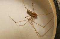 Pholcus